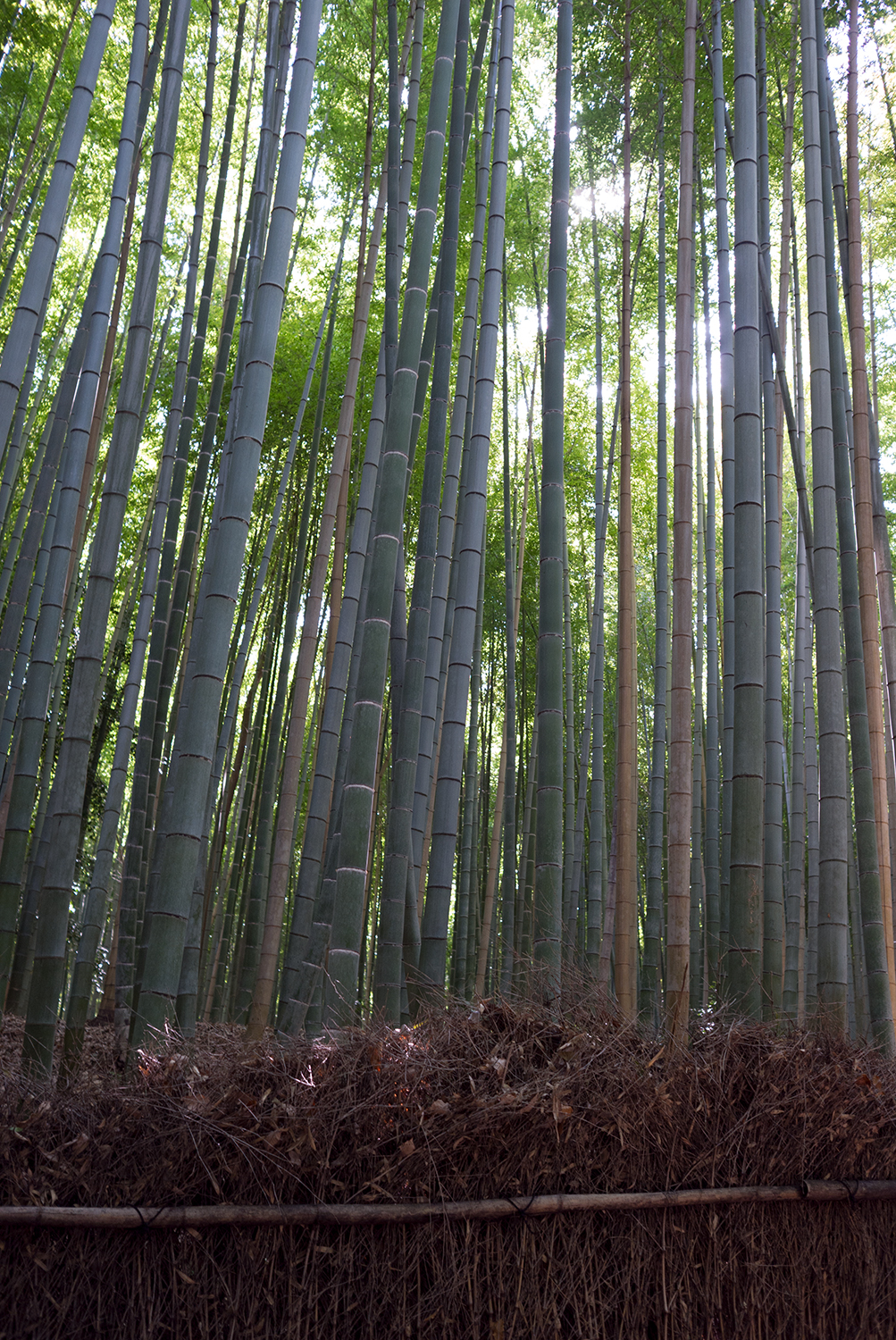 Arashiyama _bamboo forest-70