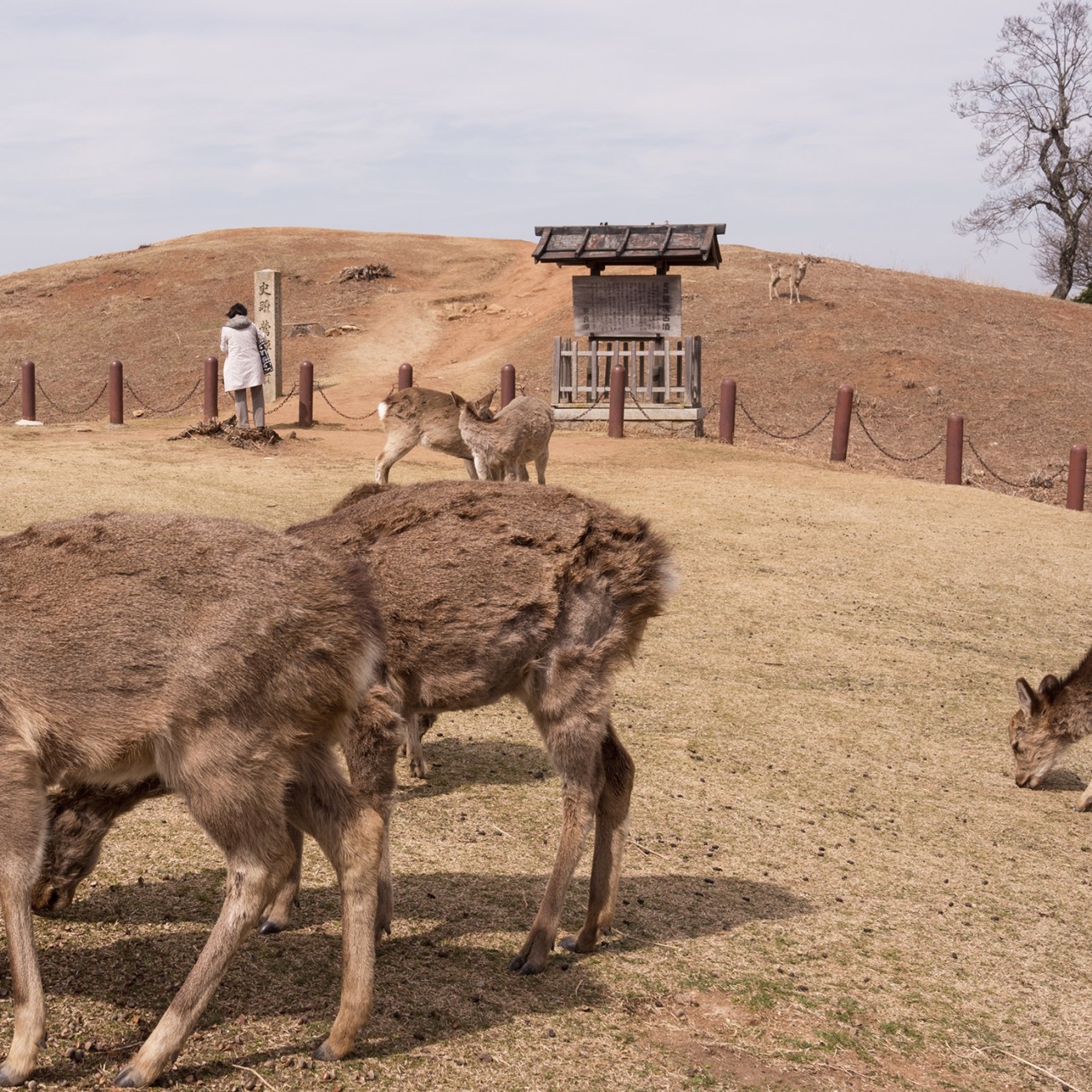 nara_hill-5