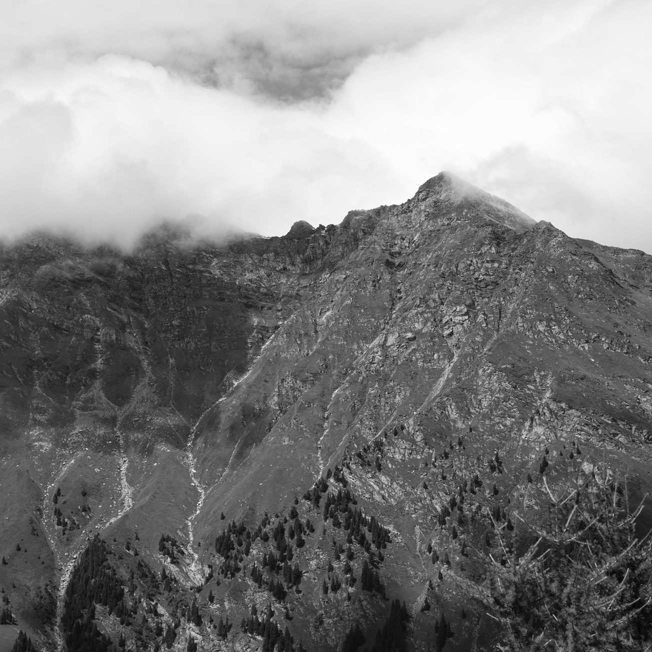 maloja-motta salicina-16