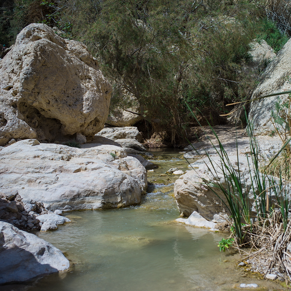 ein gedi (13 von 1)